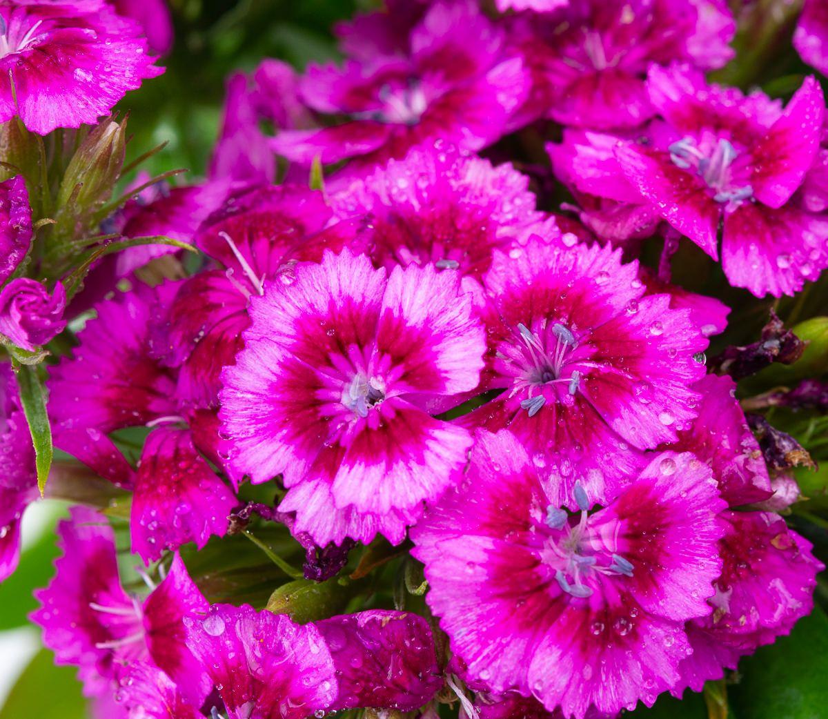 G1466 Dianthus Barbatus Barbarini Purple 2 D013afaa E978 4c5f A7b9 37f232e033a3 from www redcrocus com