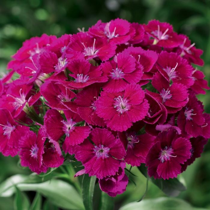 G1466 Dianthus Barbatus Barbarini Purple 3 2f197428 A85b 4c4d 9fc4 Eb89b8105667 from www redcrocus com