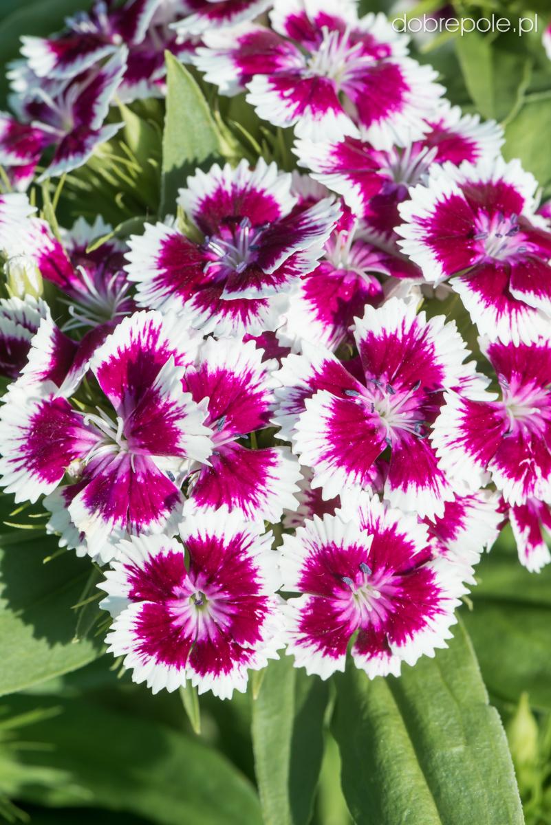 G1466 Dianthus Barbatus Barbarini Purple 4 Db7ae0bc Aa53 494f Ae3c 9e6c903eacf1 from www redcrocus com