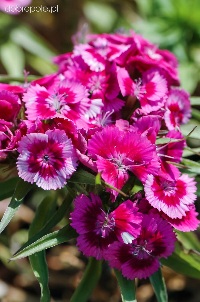 G1466 Dianthus Barbatus Barbarini Purple 5 Bc01730f Cac2 4fff 981d Fcb834d36da2 from www redcrocus com