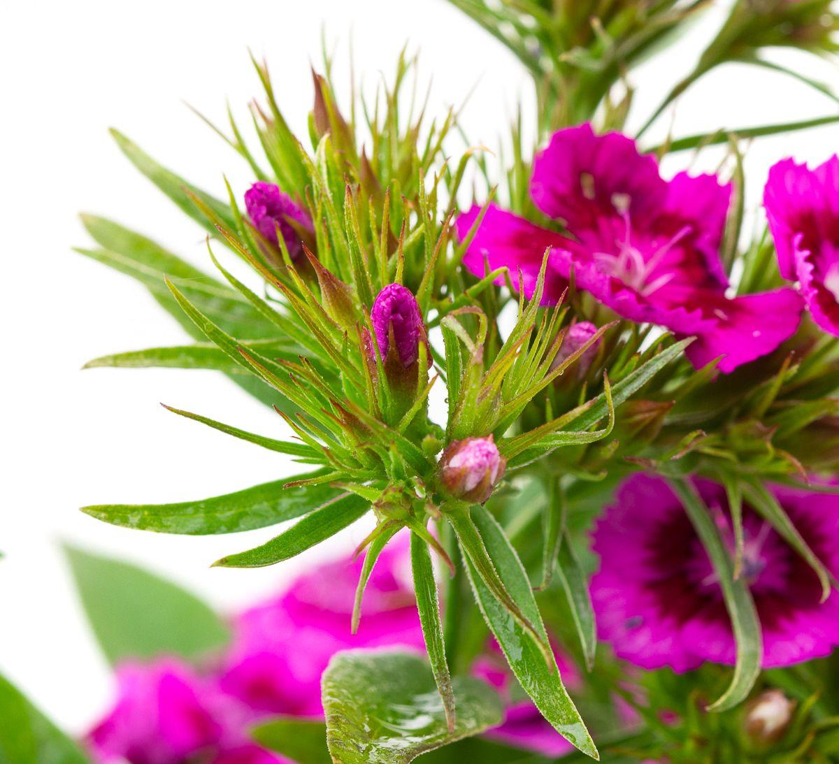 G1466 Dianthus Barbatus Barbarini Purple 6 Ffa10028 Edc0 4522 98a2 C278552c2501 from www redcrocus com