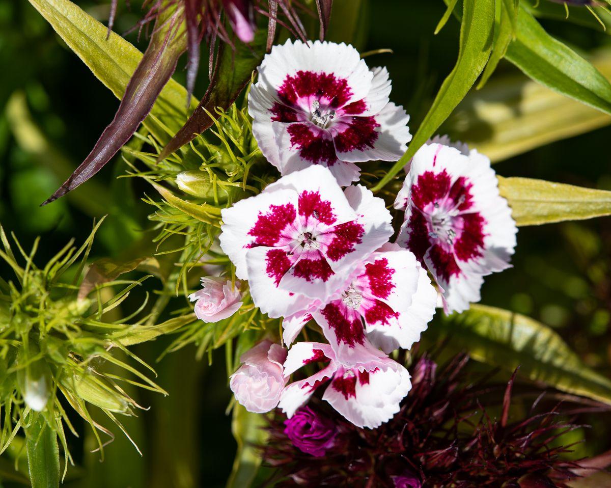 G1466 Dianthus Barbatus Barbarini Purple 7 817e7e1f F8fe 45e1 8f80 B85e38abd0c3 from www redcrocus com