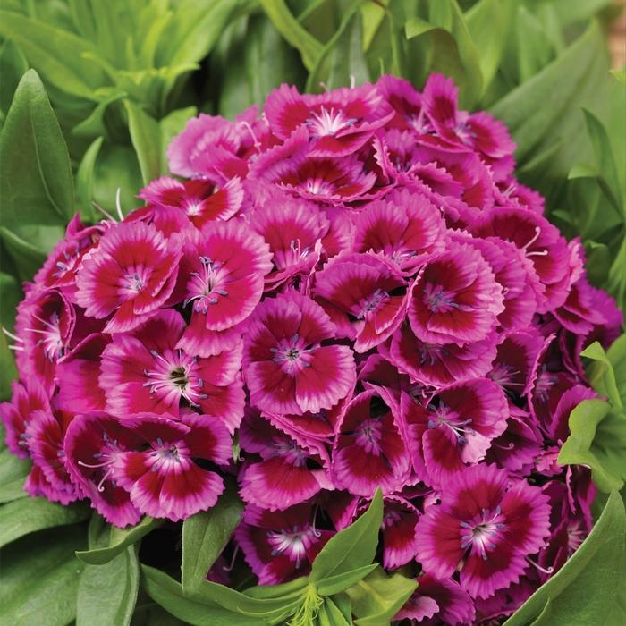 G1466 Dianthus Barbatus Barbarini Purple 8 B70c533b 2f1b 4f68 Be46 1077c7a302c9 from www redcrocus com