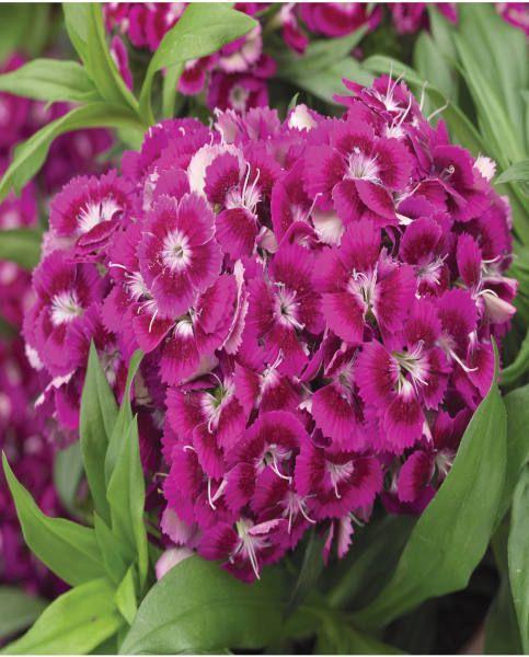G1466 Dianthus Barbatus Barbarini Purple 9 Dca44153 1cfb 451f B62d 5f6d839c5e74 from www redcrocus com