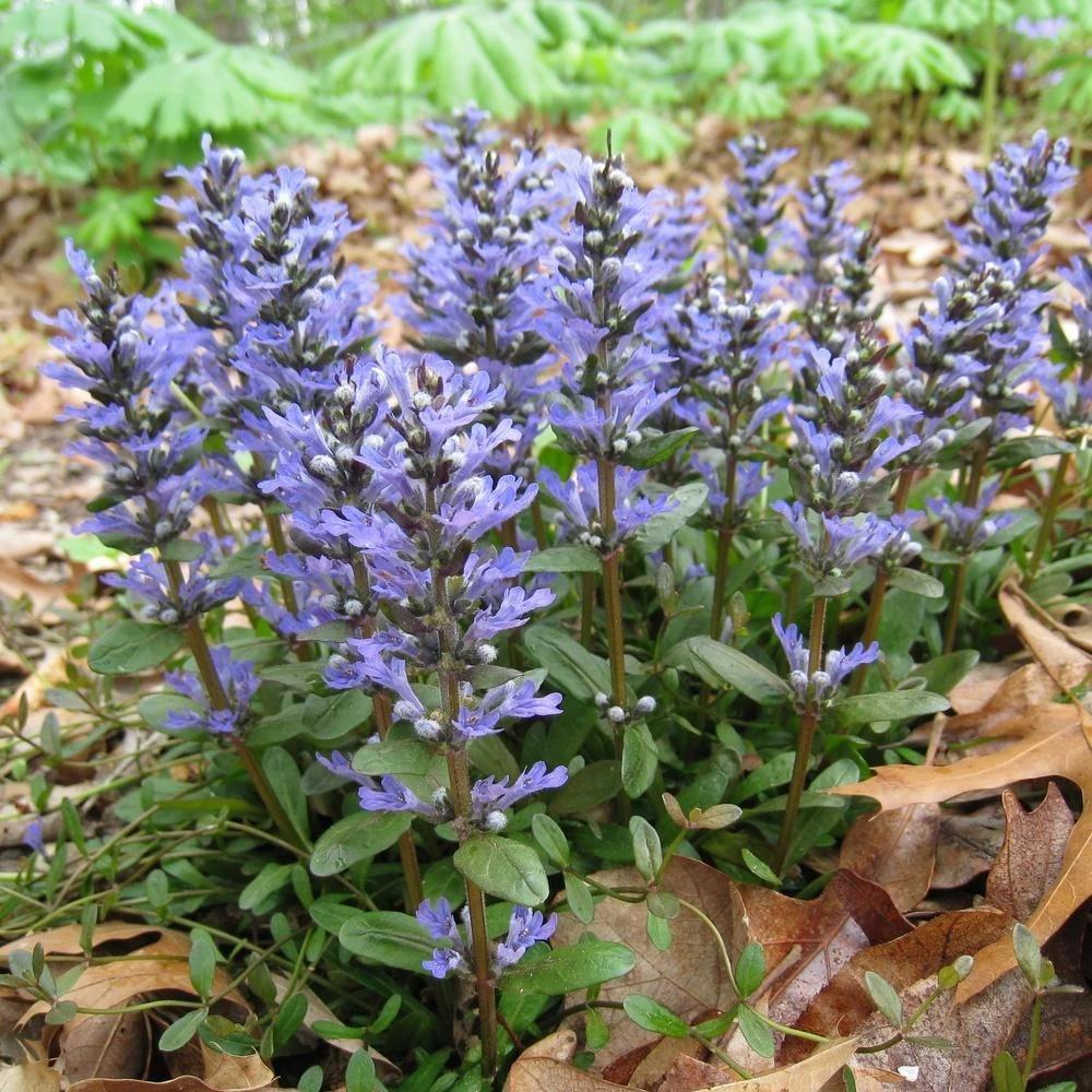 G1467 Ajuga Reptans Chocolate Chip 11 4de04cdc Cfc4 447f 88ce 63c9bfc064af from www redcrocus com