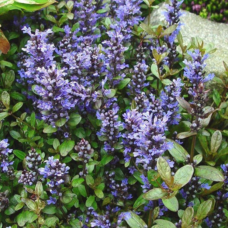 G1467 Ajuga Reptans Chocolate Chip 15 8e3d7e4b 2db3 4371 9a62 A20e600983c2 from www redcrocus com