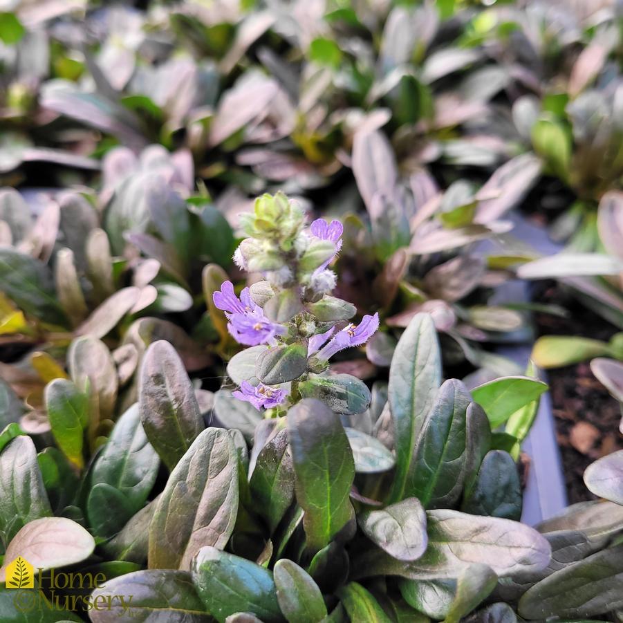 G1467 Ajuga Reptans Chocolate Chip 17 A30e2295 6327 433e A341 F4e1cca25852 from www redcrocus com