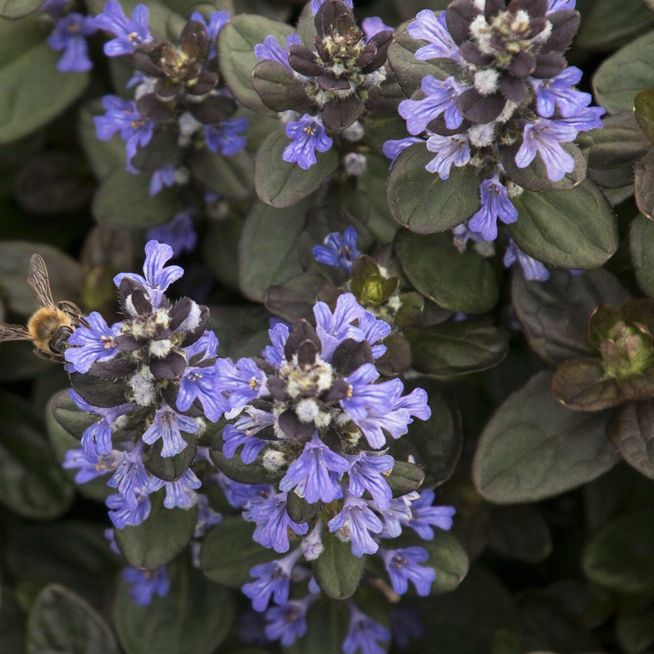 G1467 Ajuga Reptans Chocolate Chip 6 B92453e4 4c7e 4b01 A189 3f5d5f1de12c from www redcrocus com