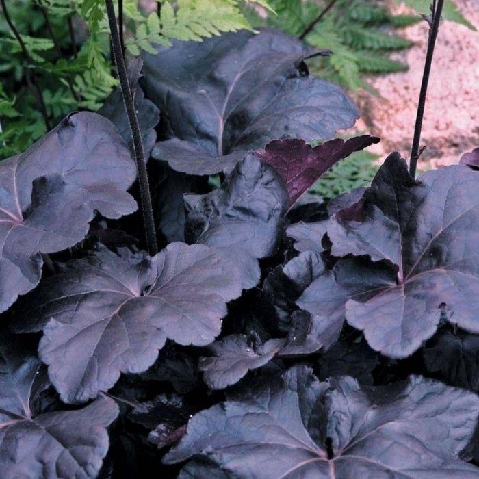 G1478 Heuchera X 27obsidian 27 10 59bf3dcf A45b 441e A5a8 B86b62feba55 from www redcrocus com