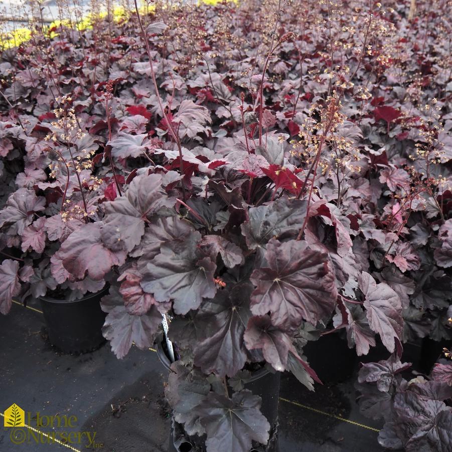 G1478 Heuchera X 27obsidian 27 16 17097b37 8603 494f 8201 3ce40de8f8d8 from www redcrocus com