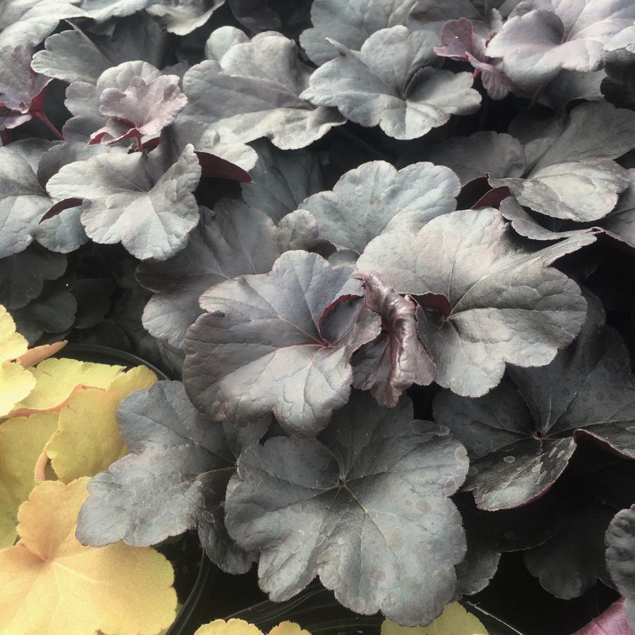 G1478 Heuchera X 27obsidian 27 18 215abb02 F36f 440a 8412 8d45b2ebed09 from www redcrocus com
