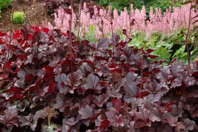 G1478 Heuchera X 27obsidian 27 1 E199215e C428 41e4 8244 1c416e6df1fe from www redcrocus com