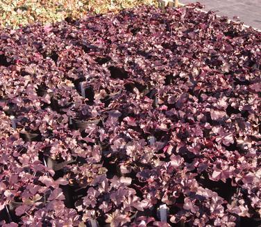 G1478 Heuchera X 27obsidian 27 21 3b45eef1 8c2e 43c5 Afc8 73c04cf73196 from www redcrocus com