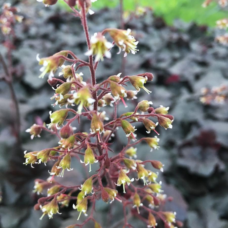 G1478 Heuchera X 27obsidian 27 22 4db976a7 Fdf0 46e4 95a0 68666e65e3a7 from www redcrocus com