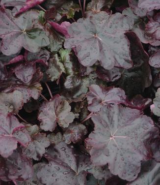 G1478 Heuchera X 27obsidian 27 26 Fef2c014 9086 434d Bd66 Dae7ac82dd2c from www redcrocus com