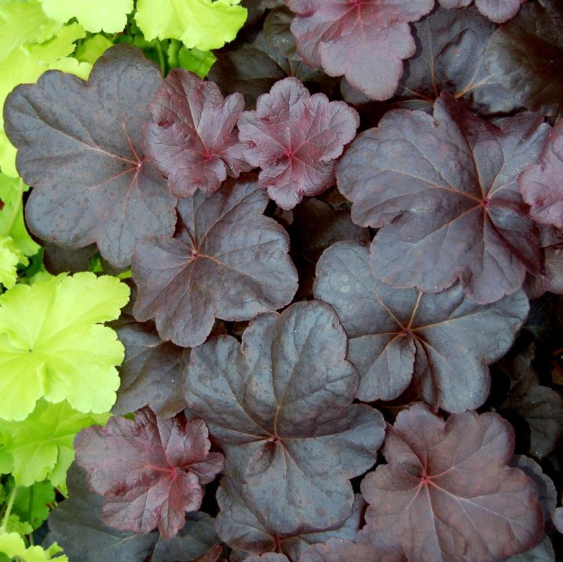 G1478 Heuchera X 27obsidian 27 27 06e912a5 Cac5 4aa8 A4d2 5955eadca598 from www redcrocus com