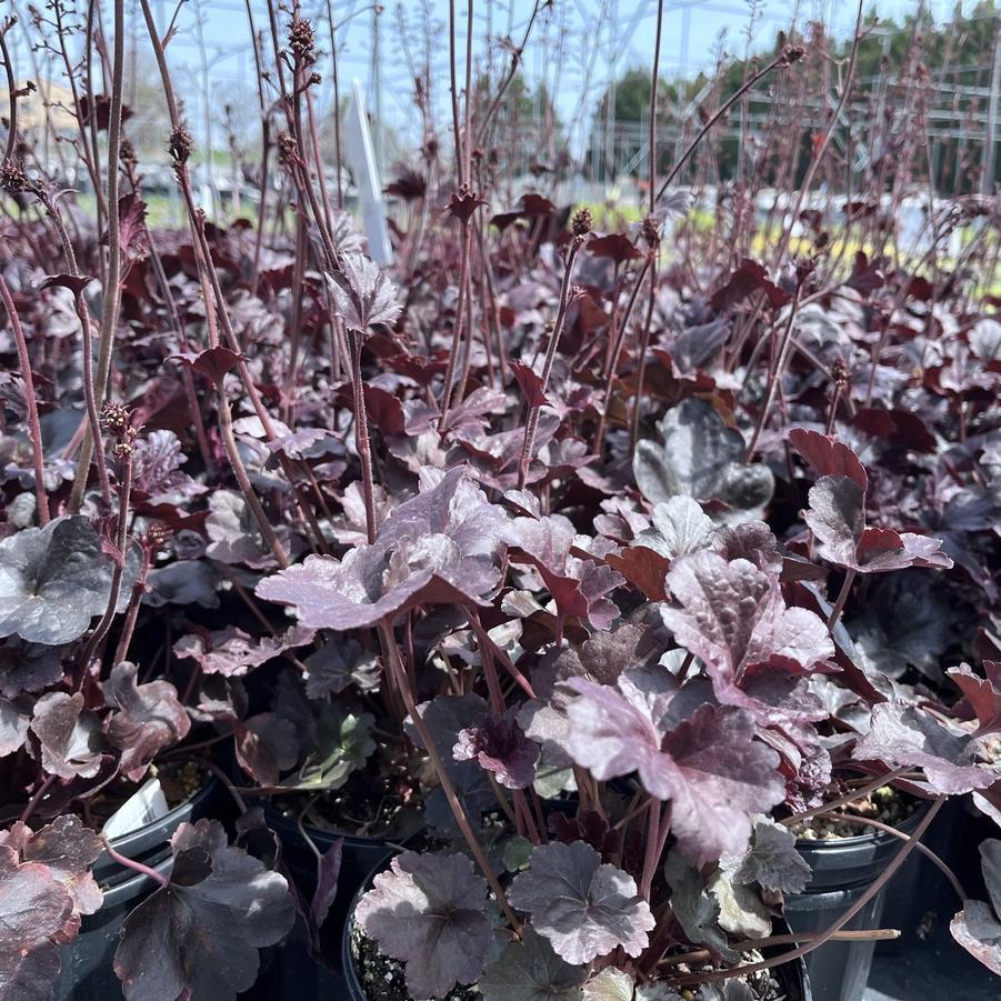 G1478 Heuchera X 27obsidian 27 29 3e03db01 786a 452e B4a2 D66e8f9ca4a6 from www redcrocus com
