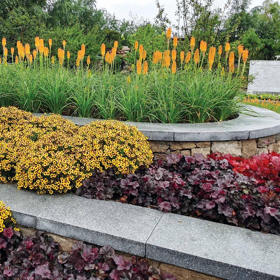 G1478 Heuchera X 27obsidian 27 30 F1393b0e 8396 4c08 Bca8 63038920616c from www redcrocus com