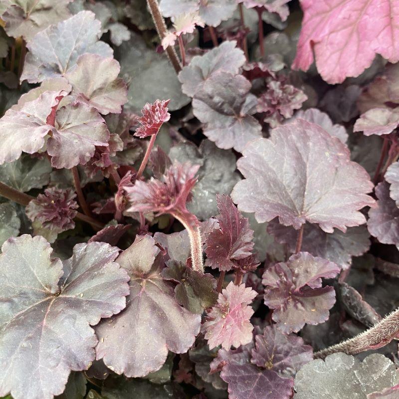 G1478 Heuchera X 27obsidian 27 32 C085e023 F264 471e Aac9 Dd3eefcd3849 from www redcrocus com