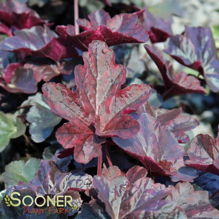 G1478 Heuchera X 27obsidian 27 37 03749547 3875 418f B90c 58619a69feea from www redcrocus com