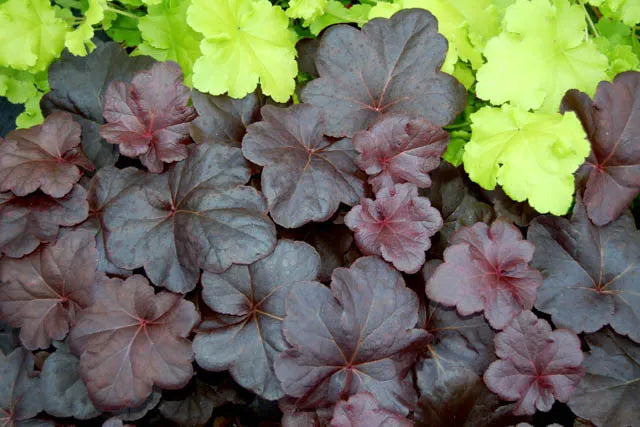 G1478 Heuchera X 27obsidian 27 3 552dc798 163d 4ee4 918e 5eadb095ba9e from www redcrocus com