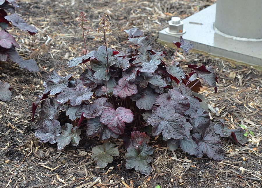 G1478 Heuchera X 27obsidian 27 4 2fd25f7c 266e 47c2 8c15 134621e50e88 from www redcrocus com