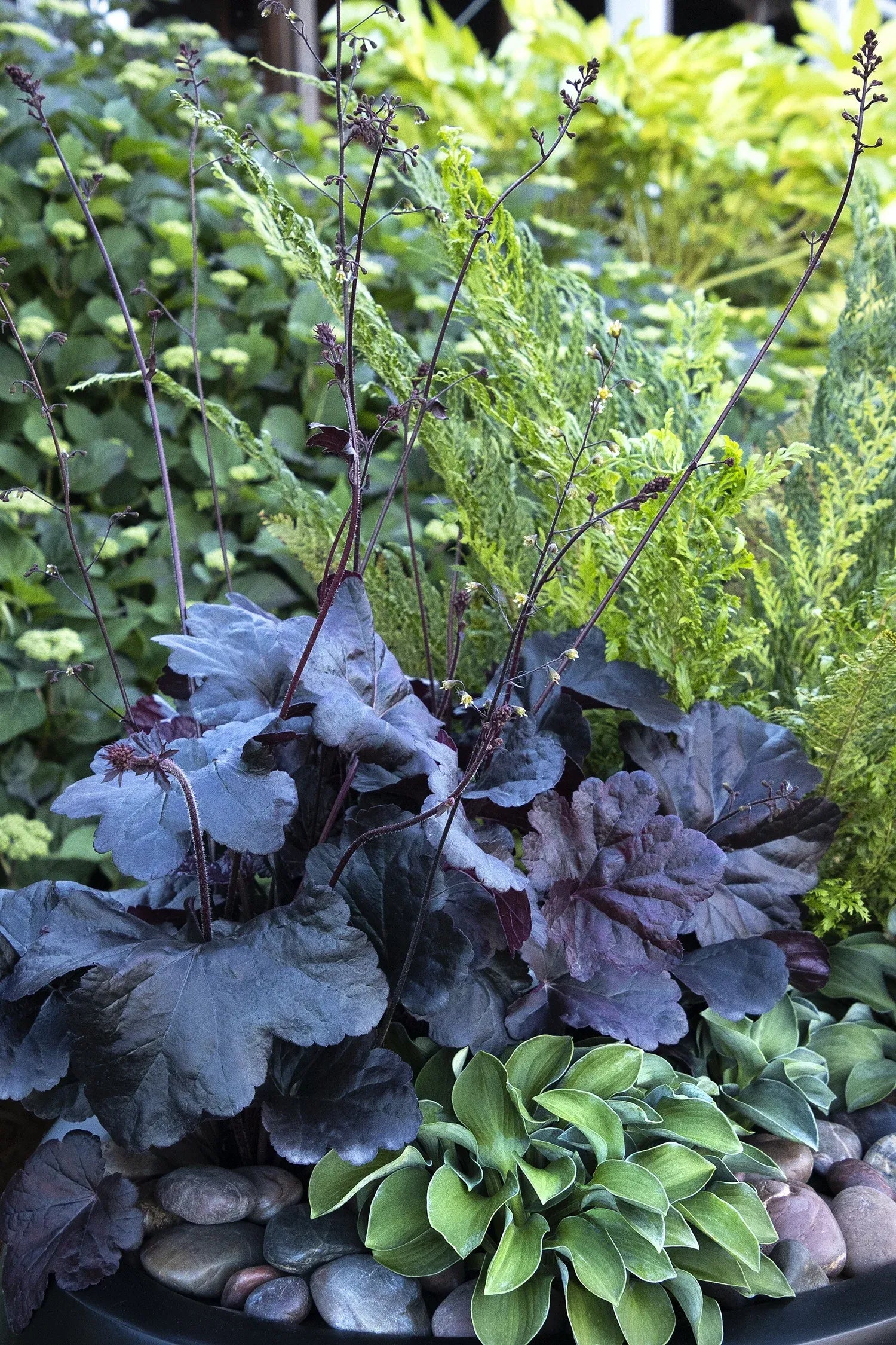 G1478 Heuchera X 27obsidian 27 5 02bfe048 F62a 4bc0 B141 159f5179fd08 from www redcrocus com