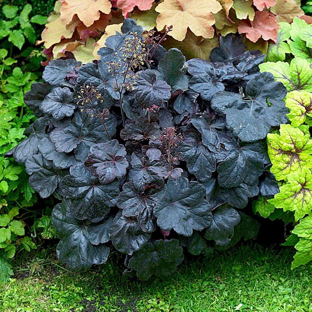 G1478 Heuchera X 27obsidian 27 6 20b62ba9 C06e 496e 8846 Eac782d54842 from www redcrocus com