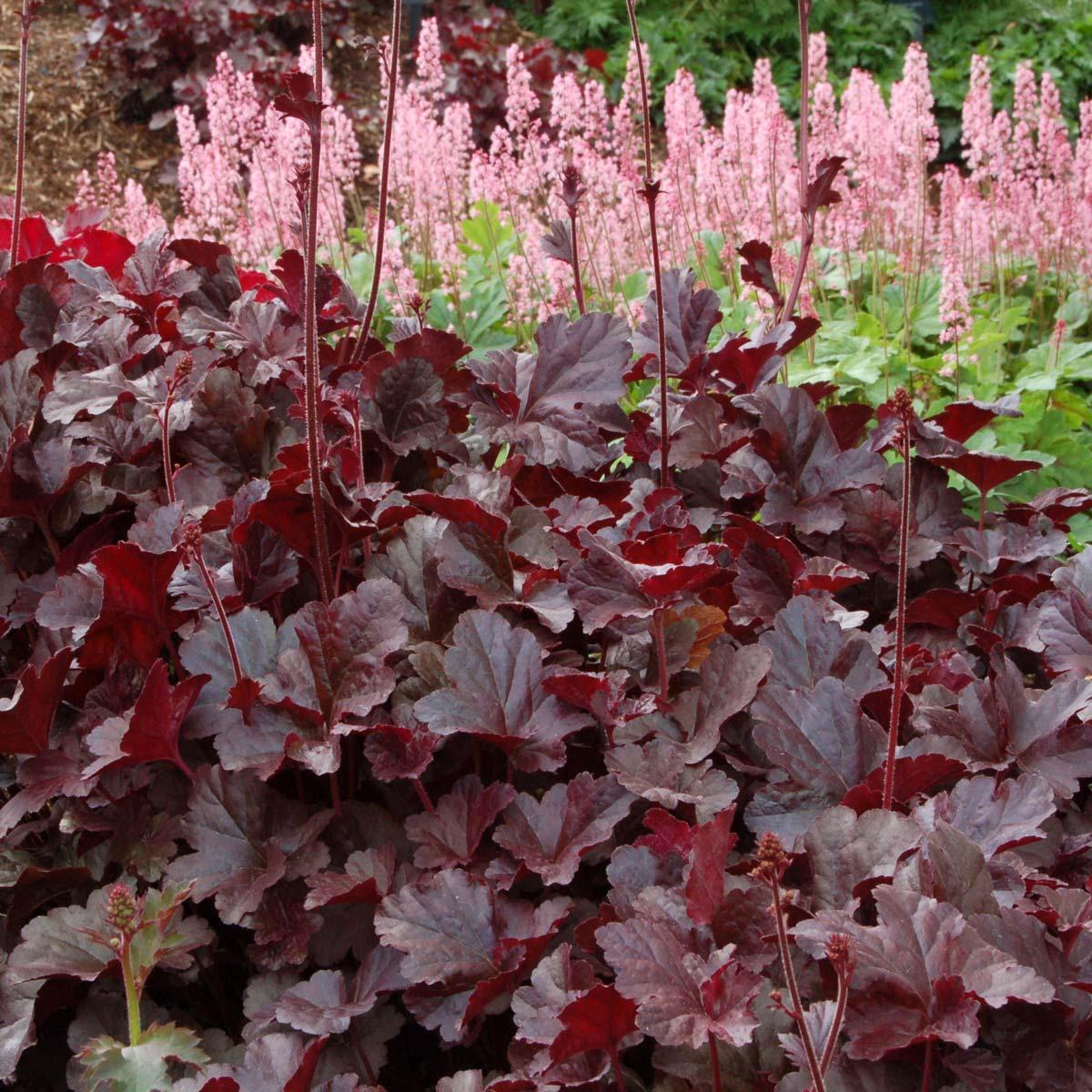 G1478 Heuchera X 27obsidian 27 8 D98148a1 8560 413e 8249 Bacd6a2d475d from www redcrocus com