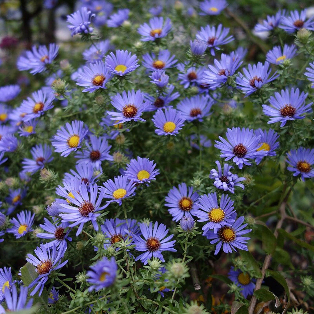 G1490 Aster Oblongifolius 27october Skies 27 10 17a0ec16 C412 4bd5 Bf58 Eb80df29adde from www redcrocus com