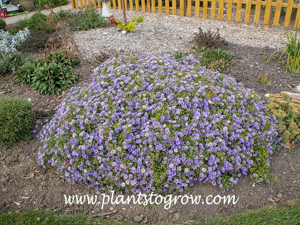 G1490 Aster Oblongifolius 27october Skies 27 11 9871c39a 0b30 419a Abaf 1a172285c483 from www redcrocus com