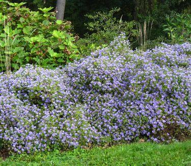 G1490 Aster Oblongifolius 27october Skies 27 13 5cf02aa5 5bfe 489c A84a B75da940f8ba from www redcrocus com