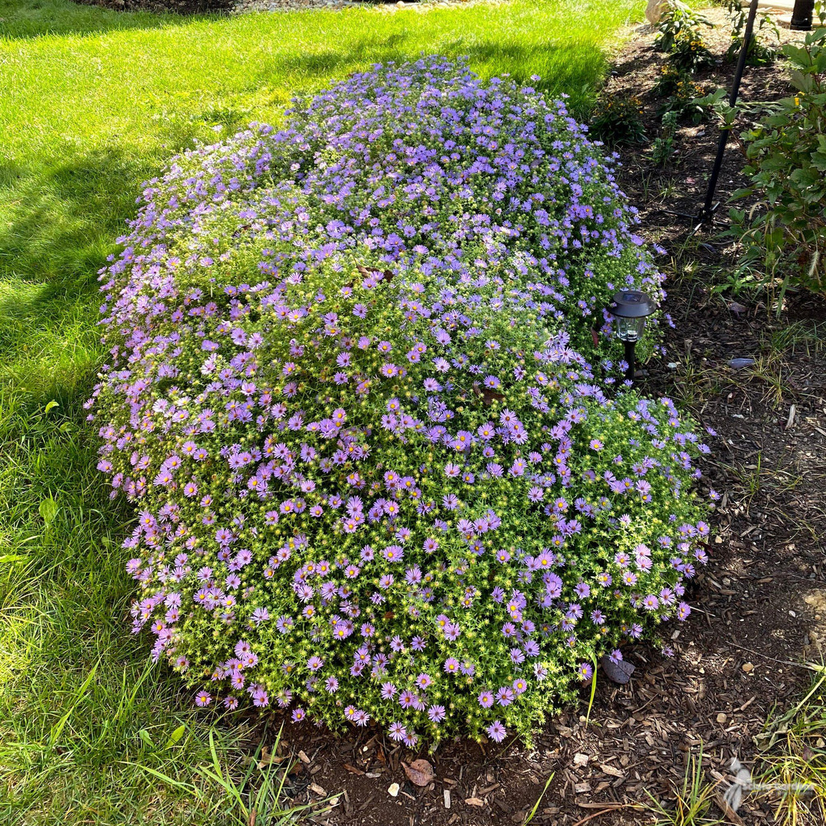 G1490 Aster Oblongifolius 27october Skies 27 14 9c72cf75 801e 4321 97bc 756fb2119504 from www redcrocus com