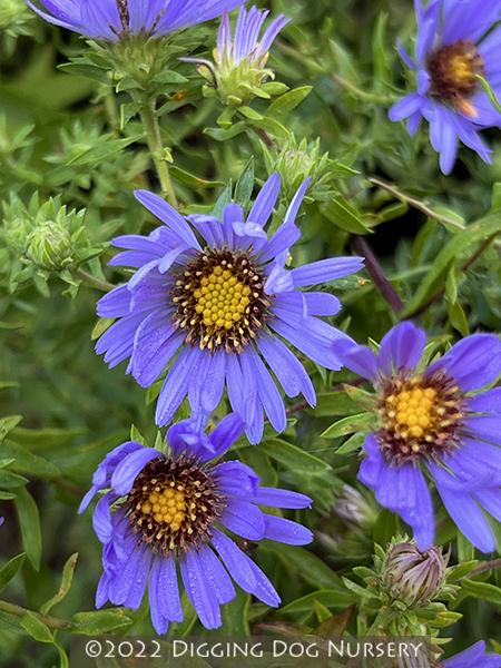 G1490 Aster Oblongifolius 27october Skies 27 15 B6f2d09d 4f52 4cb6 88f6 289861bd032e from www redcrocus com