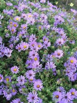G1490 Aster Oblongifolius 27october Skies 27 16 34aa80fb 91ad 4536 A5e7 6023686ab2fd from www redcrocus com