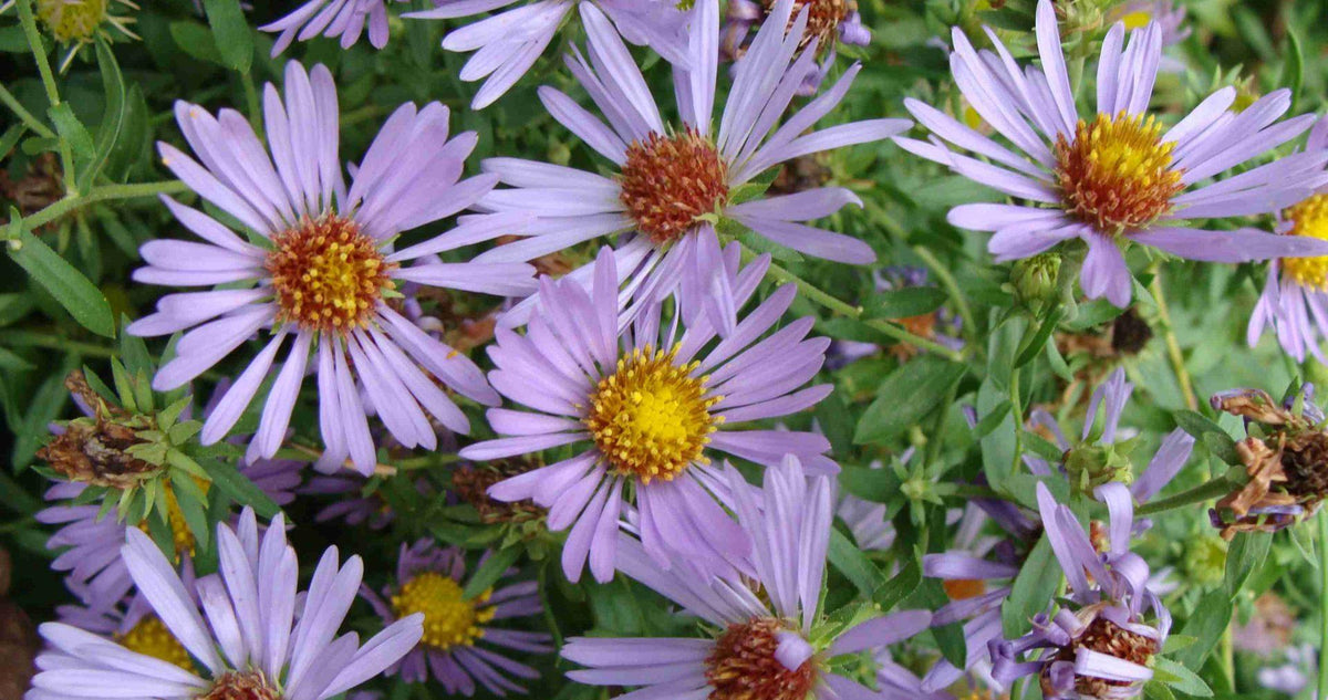 G1490 Aster Oblongifolius 27october Skies 27 17 2d5c949c E805 4f7f Aa19 D01dccb7d609 from www redcrocus com