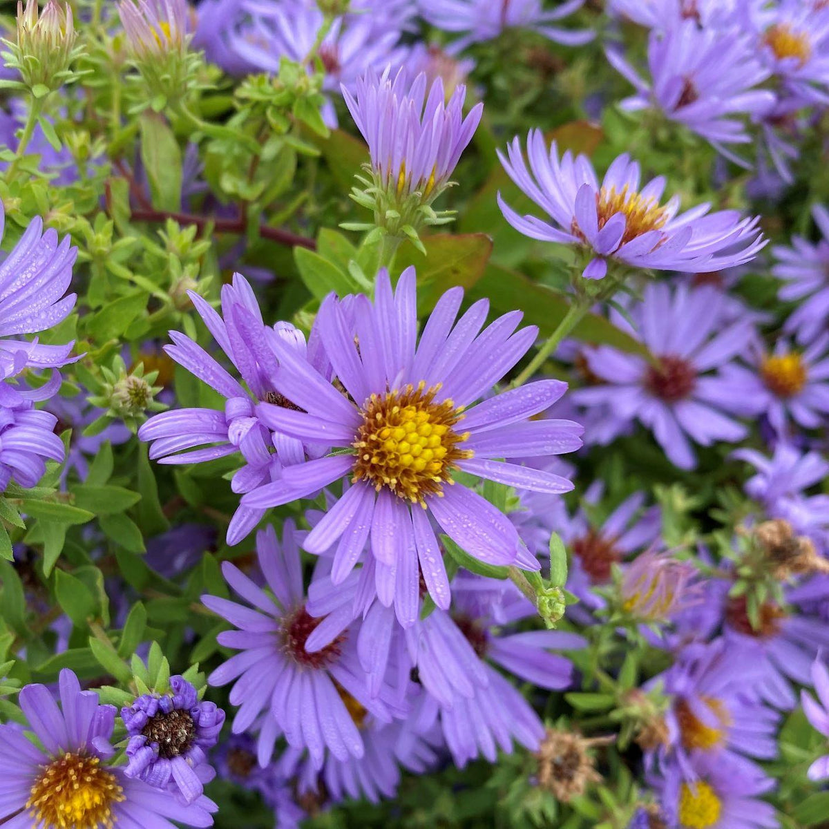 G1490 Aster Oblongifolius 27october Skies 27 18 907e4b8f 28e2 4d1a 8677 Df50f18c5cdf from www redcrocus com