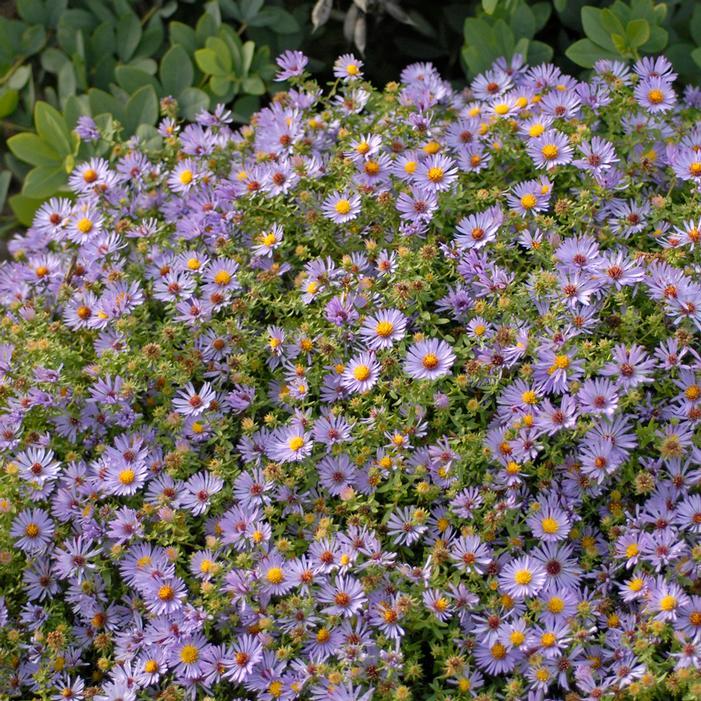 G1490 Aster Oblongifolius 27october Skies 27 19 Fb4ef8c2 A845 4bc6 8f44 F48e26d3b3ef from www redcrocus com