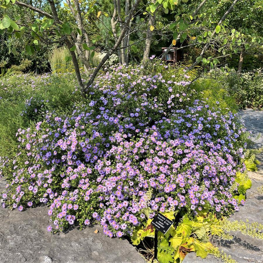 G1490 Aster Oblongifolius 27october Skies 27 1 3f7fb9eb 3b17 4681 A75f A1784a48d609 from www redcrocus com