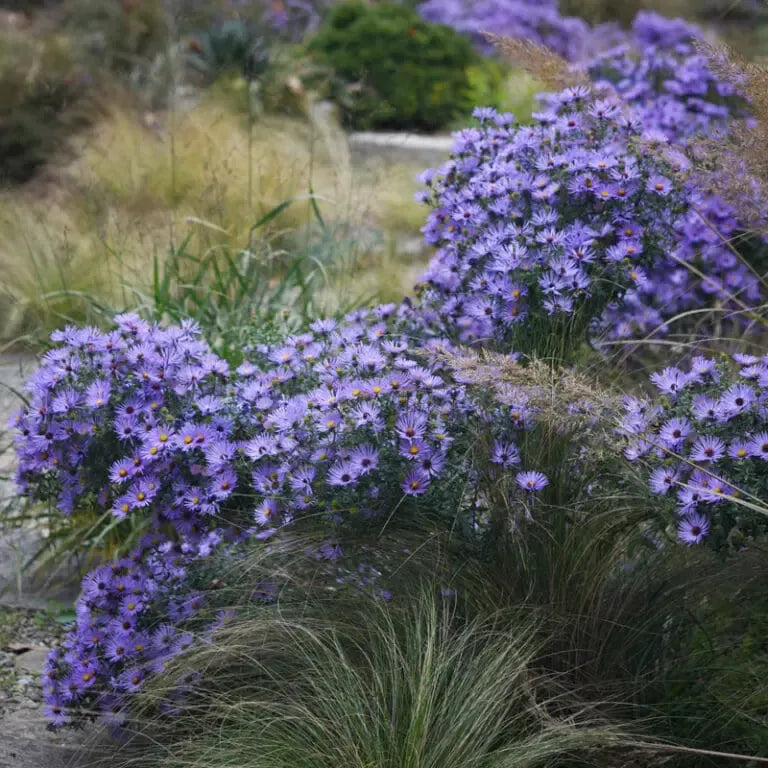 G1490 Aster Oblongifolius 27october Skies 27 20 141453ac 99bc 47c4 A566 B85c8924a956 from www redcrocus com