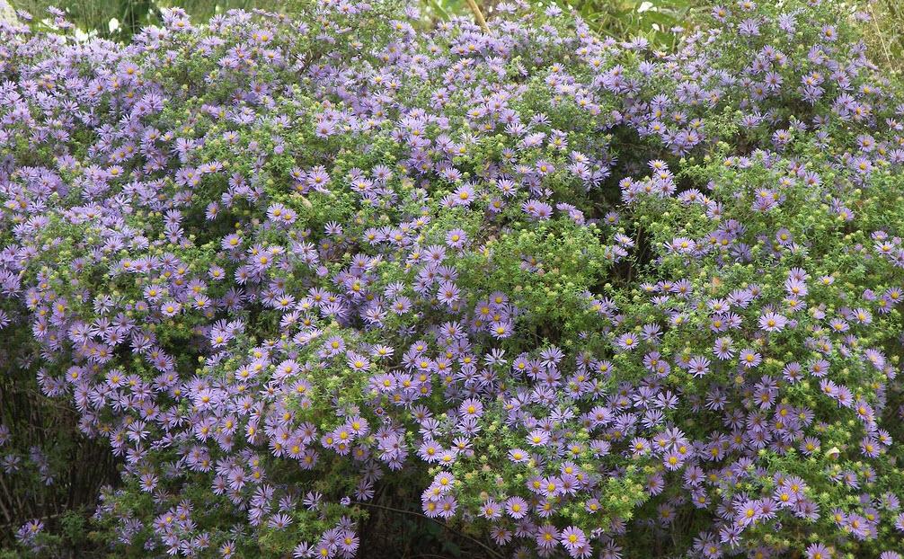 G1490 Aster Oblongifolius 27october Skies 27 21 4fac98f8 823b 417e 8f85 A55d6cb93108 from www redcrocus com