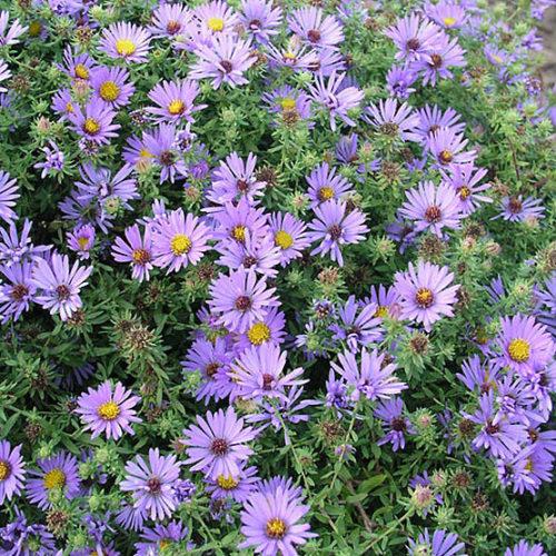 G1490 Aster Oblongifolius 27october Skies 27 22 82a8fbbe 4d0a 4cb4 88cf 64f3fe00efaf from www redcrocus com
