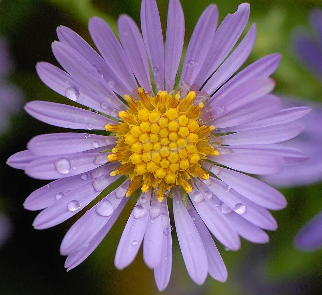 G1490 Aster Oblongifolius 27october Skies 27 23 43105d45 4cf9 41a1 9d2e 19b4876e8195 from www redcrocus com