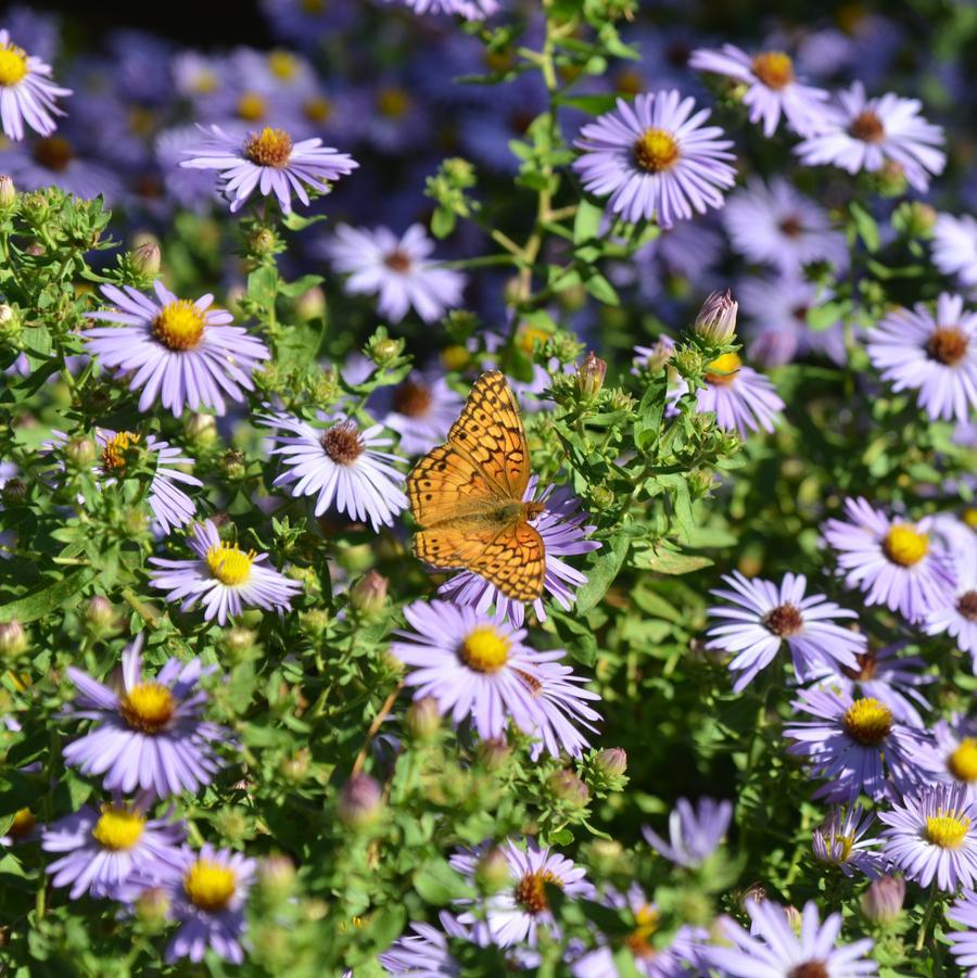 G1490 Aster Oblongifolius 27october Skies 27 25 C1c36609 2d5e 4a86 97bd 762e4d78d321 from www redcrocus com