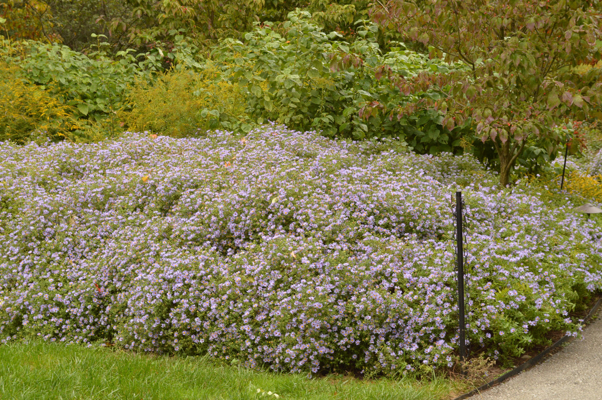 G1490 Aster Oblongifolius 27october Skies 27 26 160e245f B8b6 471d Af23 673e6e1265d8 from www redcrocus com