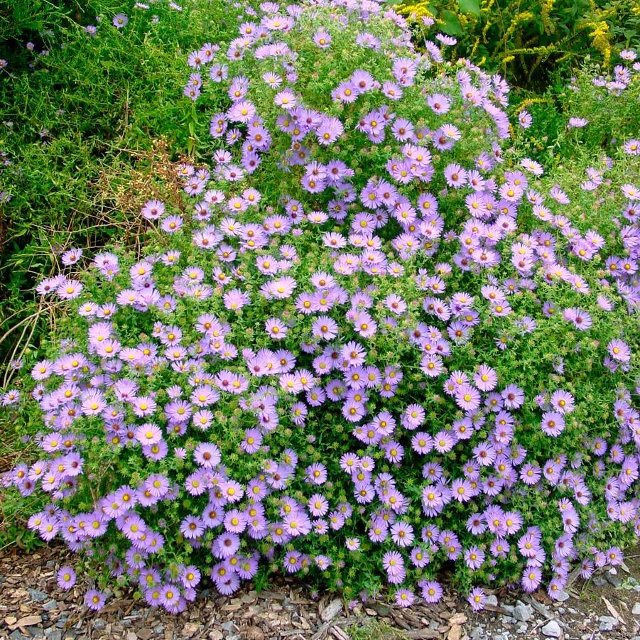 G1490 Aster Oblongifolius 27october Skies 27 27 Ec408c2c Fcb0 4eef 8e97 1999b178bf2c from www redcrocus com