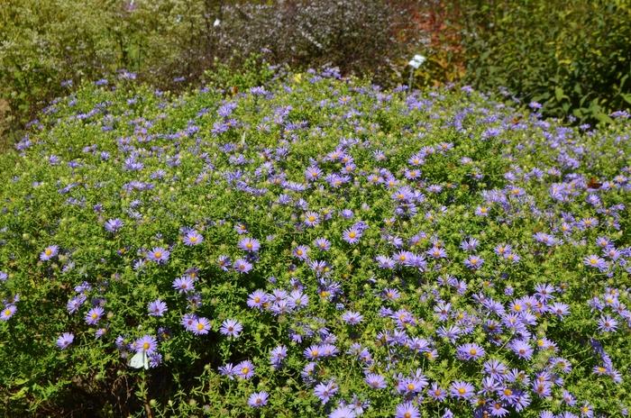 G1490 Aster Oblongifolius 27october Skies 27 28 8c3554f9 A7f6 4dec A7da E09b22e8d68b from www redcrocus com
