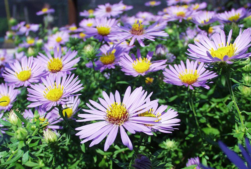 G1490 Aster Oblongifolius 27october Skies 27 29 C6ccc632 1715 4b2e A8ea 64581f4d0eaa from www redcrocus com