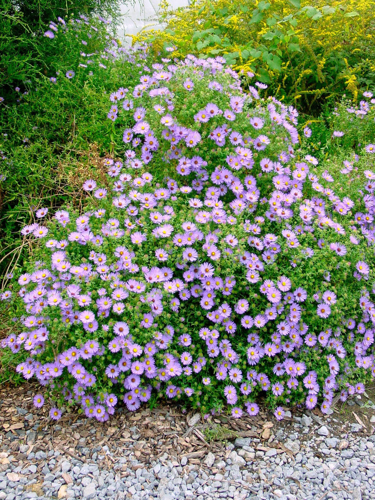 G1490 Aster Oblongifolius 27october Skies 27 30 C756a1aa 7d60 46c2 94de 1f2b20a5b3ba from www redcrocus com