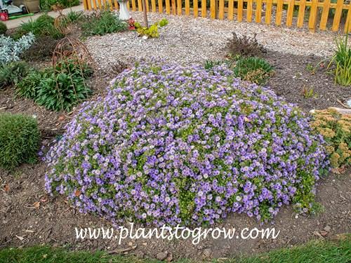 G1490 Aster Oblongifolius 27october Skies 27 31 F9410be0 5742 4a7b 82c4 Cec2424da871 from www redcrocus com
